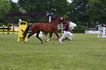 Bild 82 - Elmshorn am 9.6.10
